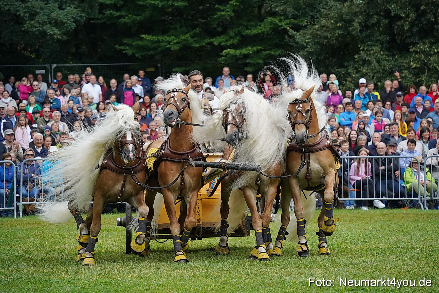 Pferde und Fohlenschau 2024 0067