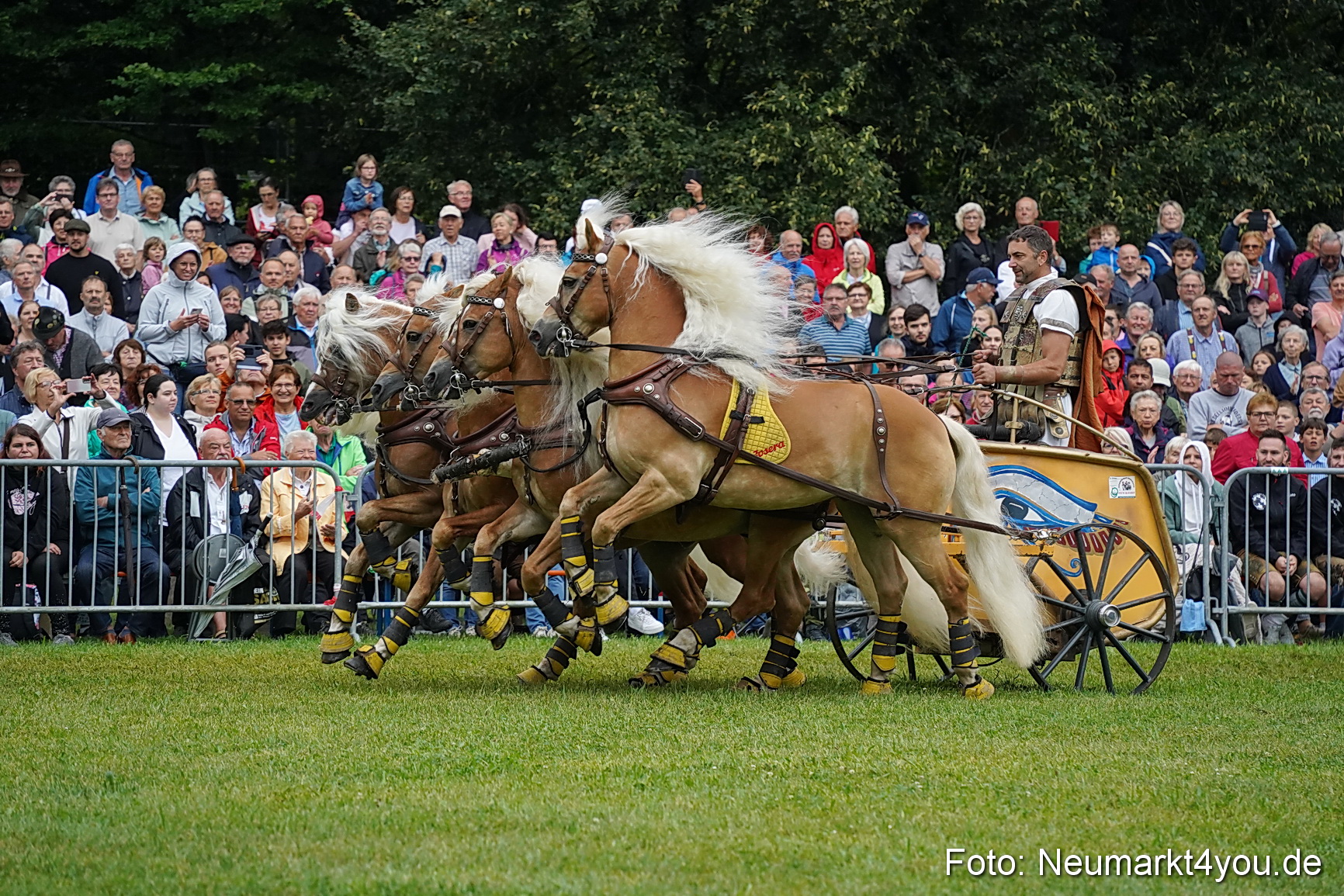 Pferde und Fohlenschau 2024 0069