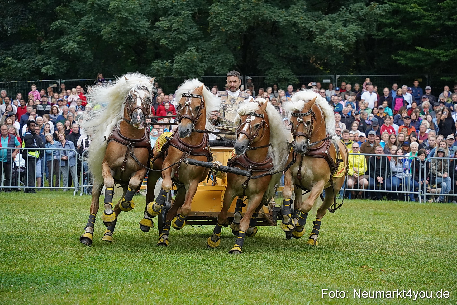 Pferde und Fohlenschau 2024 0070