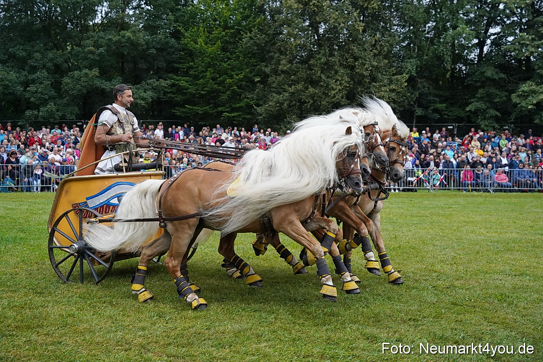 Pferde und Fohlenschau 2024 0071
