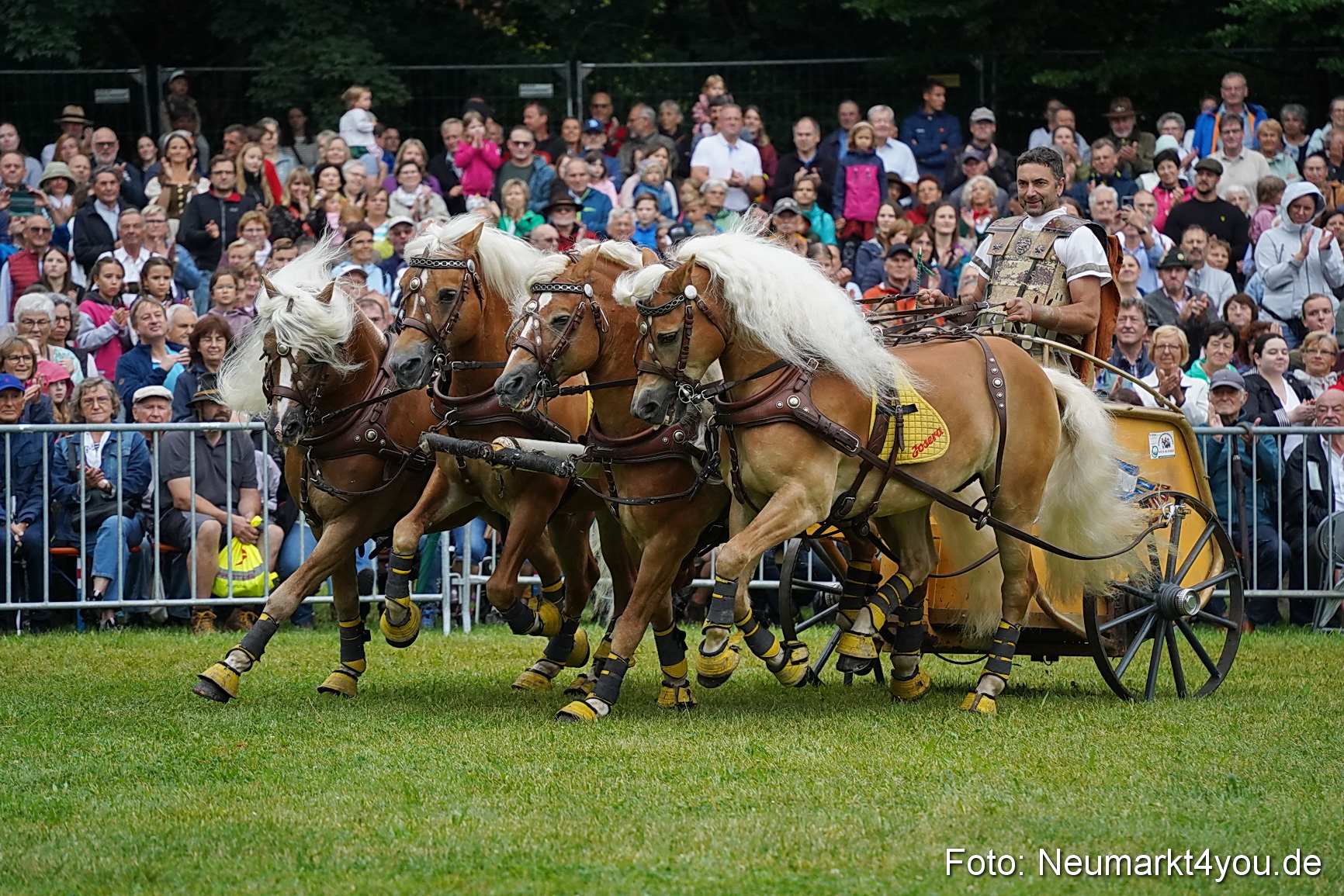 Pferde und Fohlenschau 2024 0072