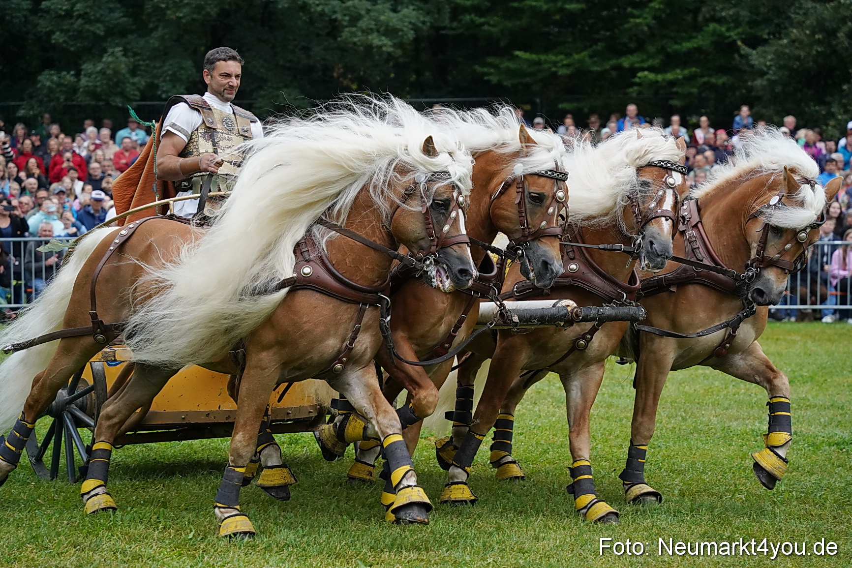 Pferde und Fohlenschau 2024 0073
