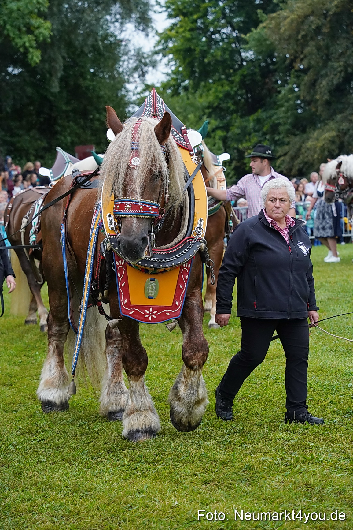 Pferde und Fohlenschau 2024 0075