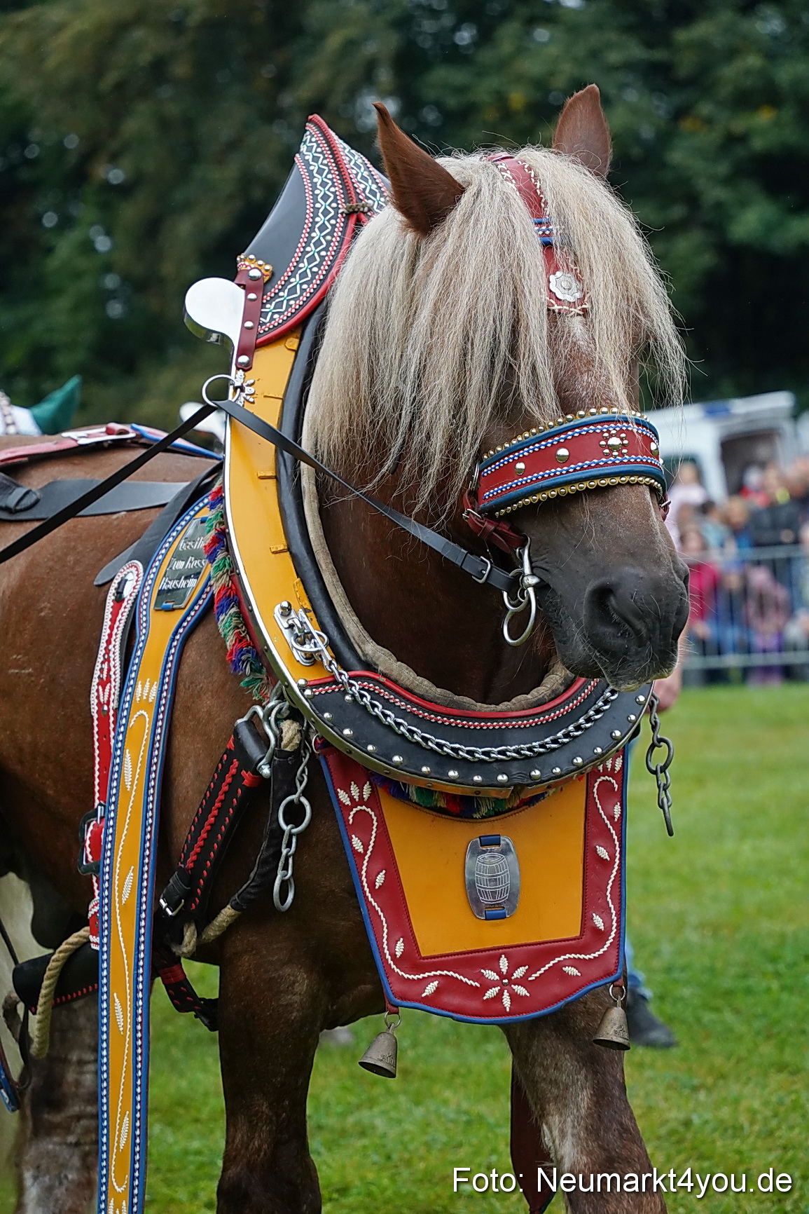Pferde und Fohlenschau 2024 0076
