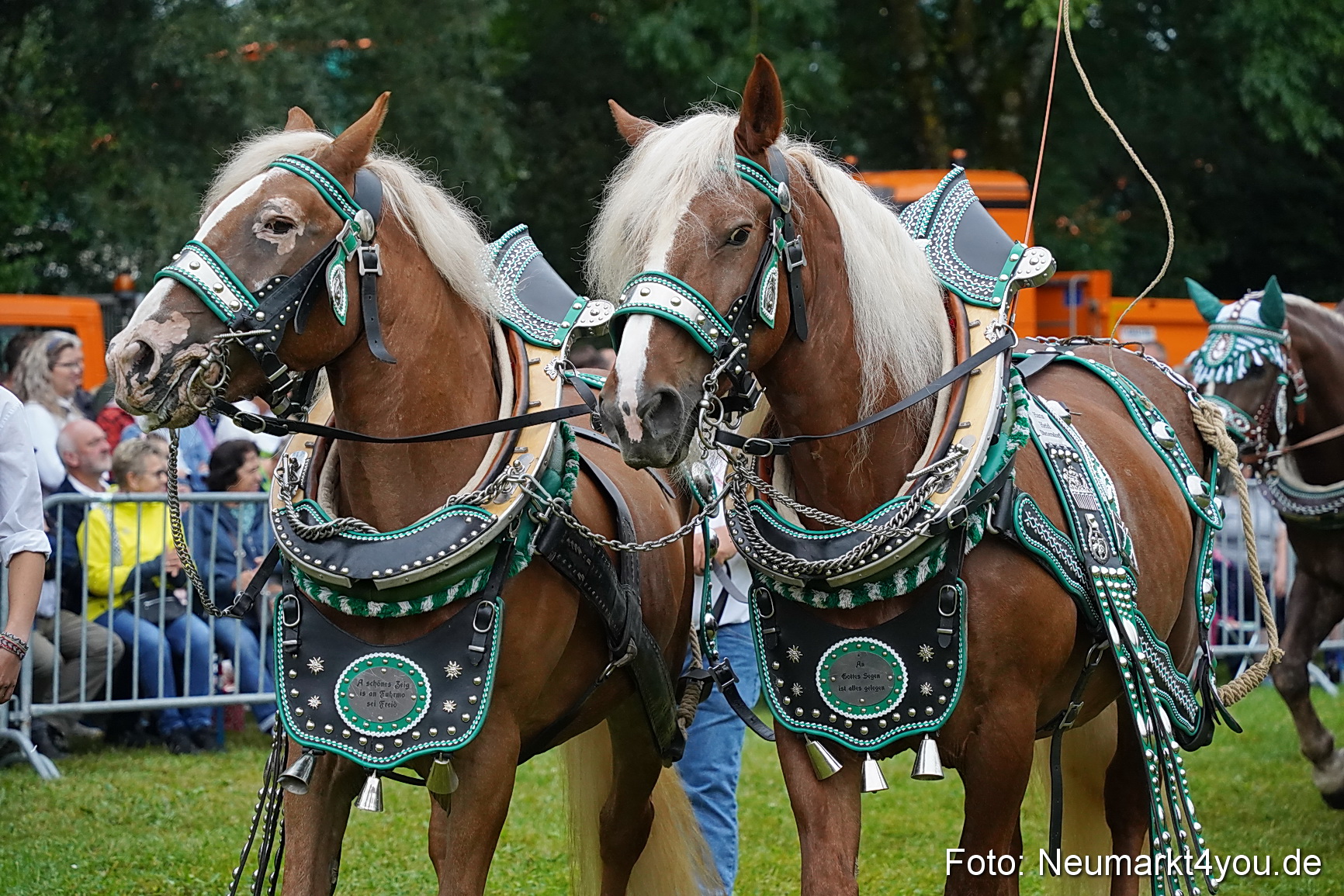Pferde und Fohlenschau 2024 0079