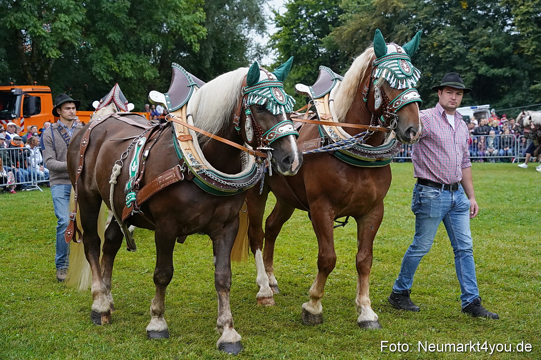 Pferde und Fohlenschau 2024 0080