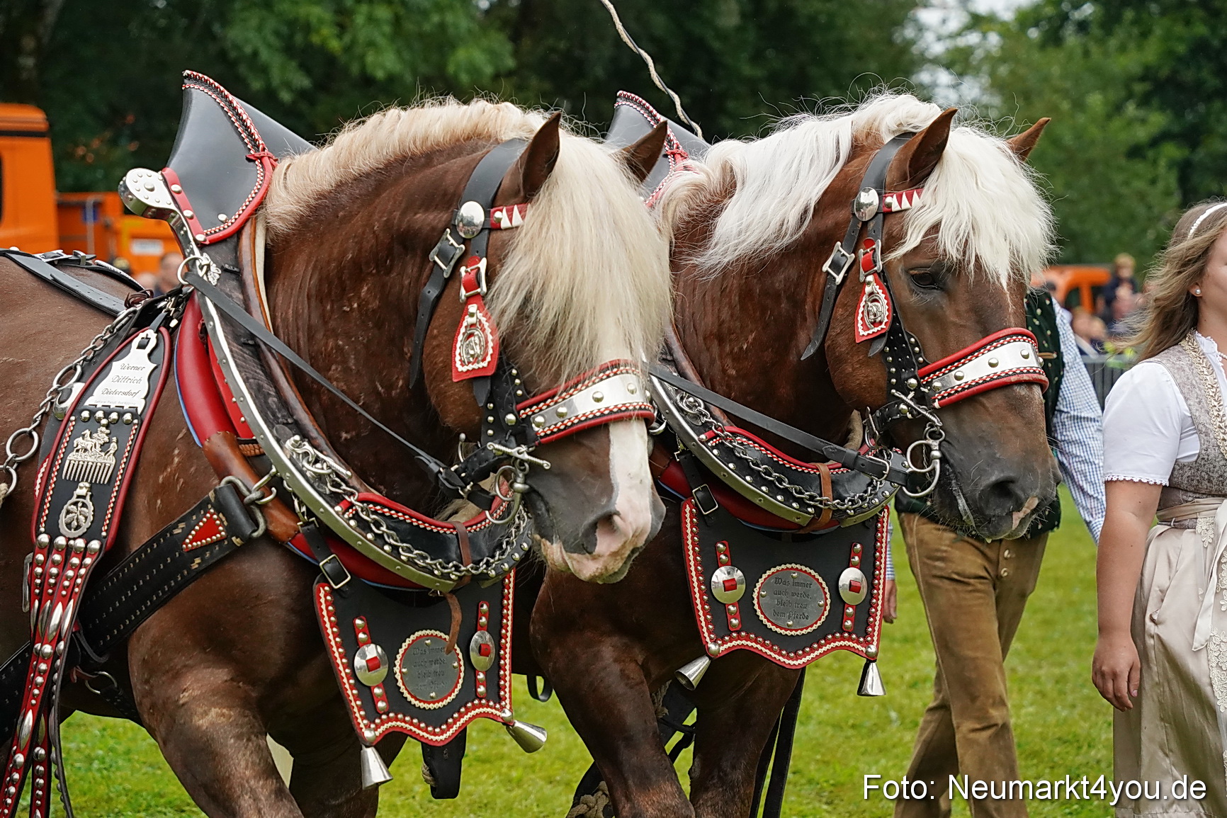 Pferde und Fohlenschau 2024 0081
