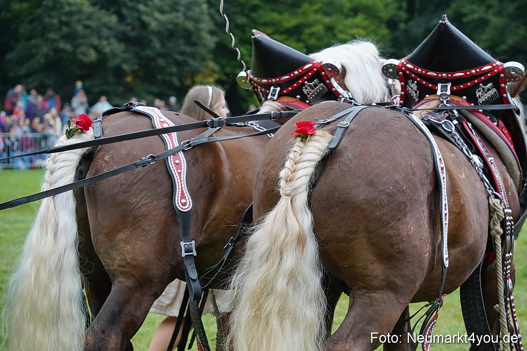 Pferde und Fohlenschau 2024 0082