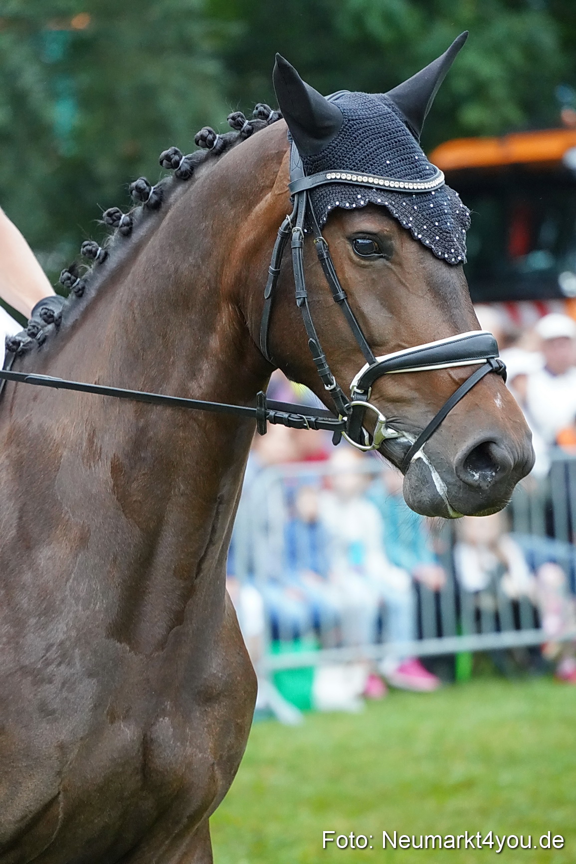 Pferde und Fohlenschau 2024 0100