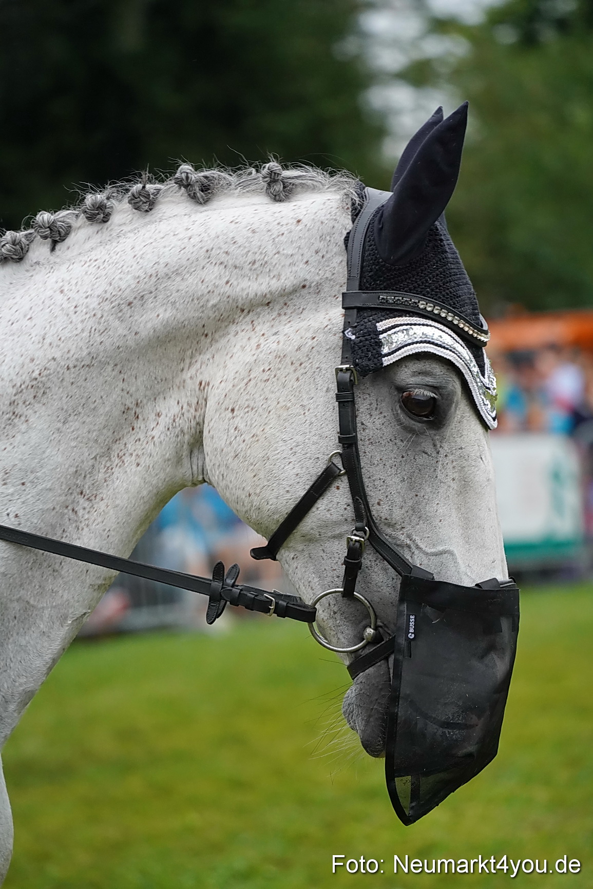 Pferde und Fohlenschau 2024 0101