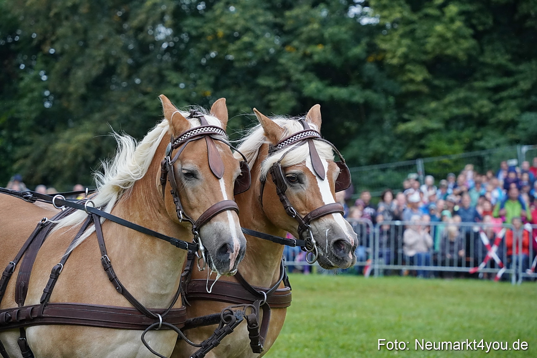 Pferde und Fohlenschau 2024 0119