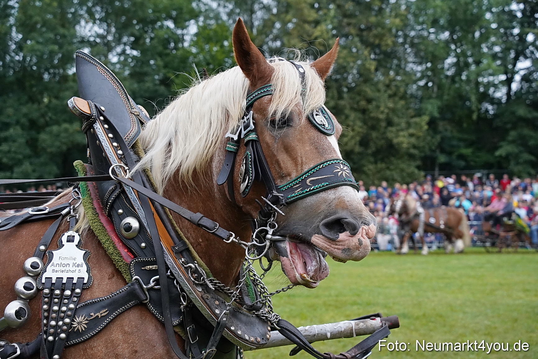 Pferde und Fohlenschau 2024 0120