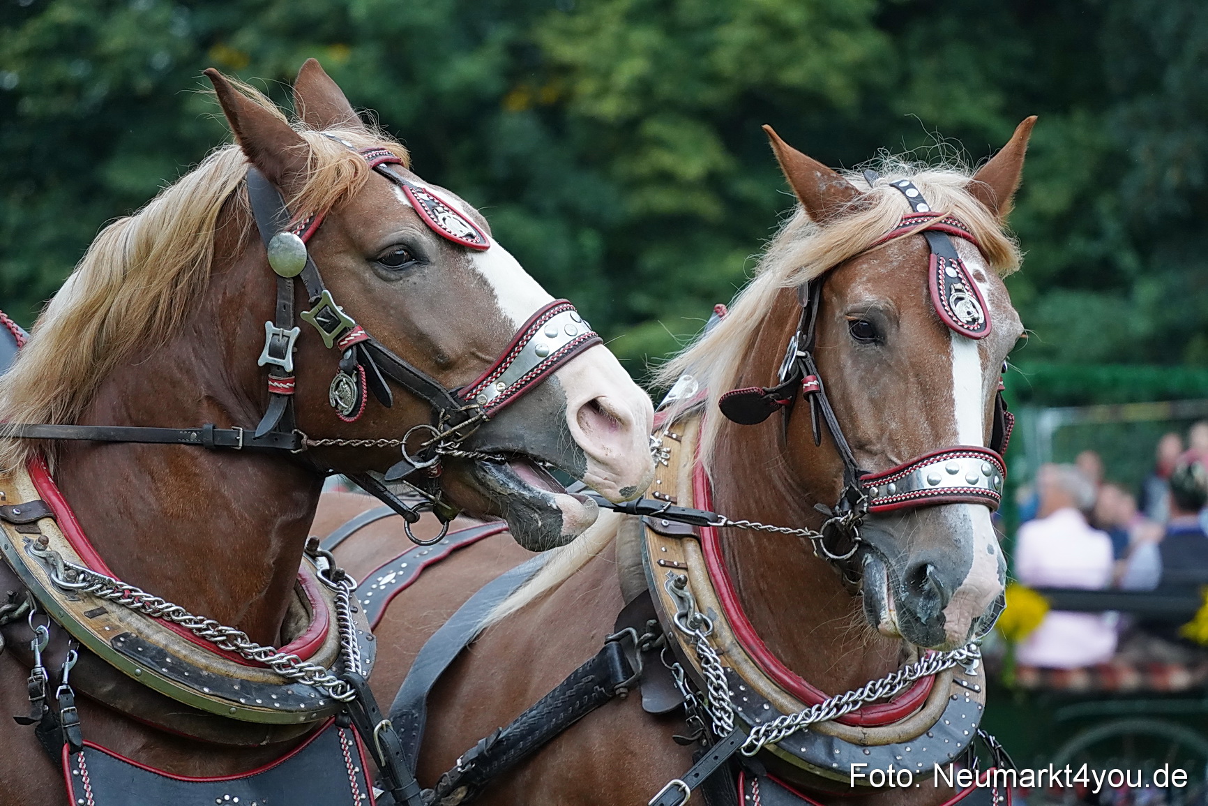 Pferde und Fohlenschau 2024 0122