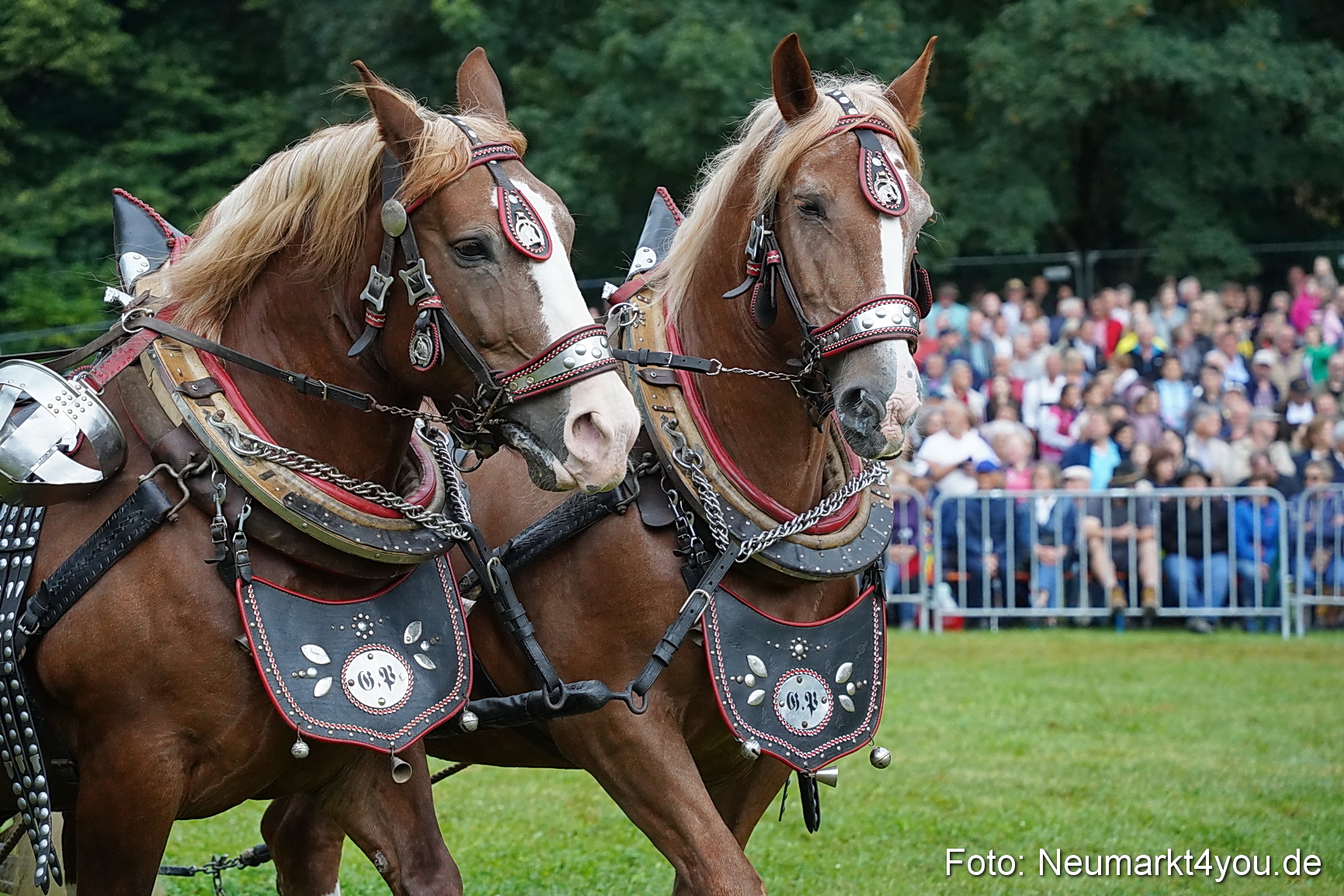 Pferde und Fohlenschau 2024 0124