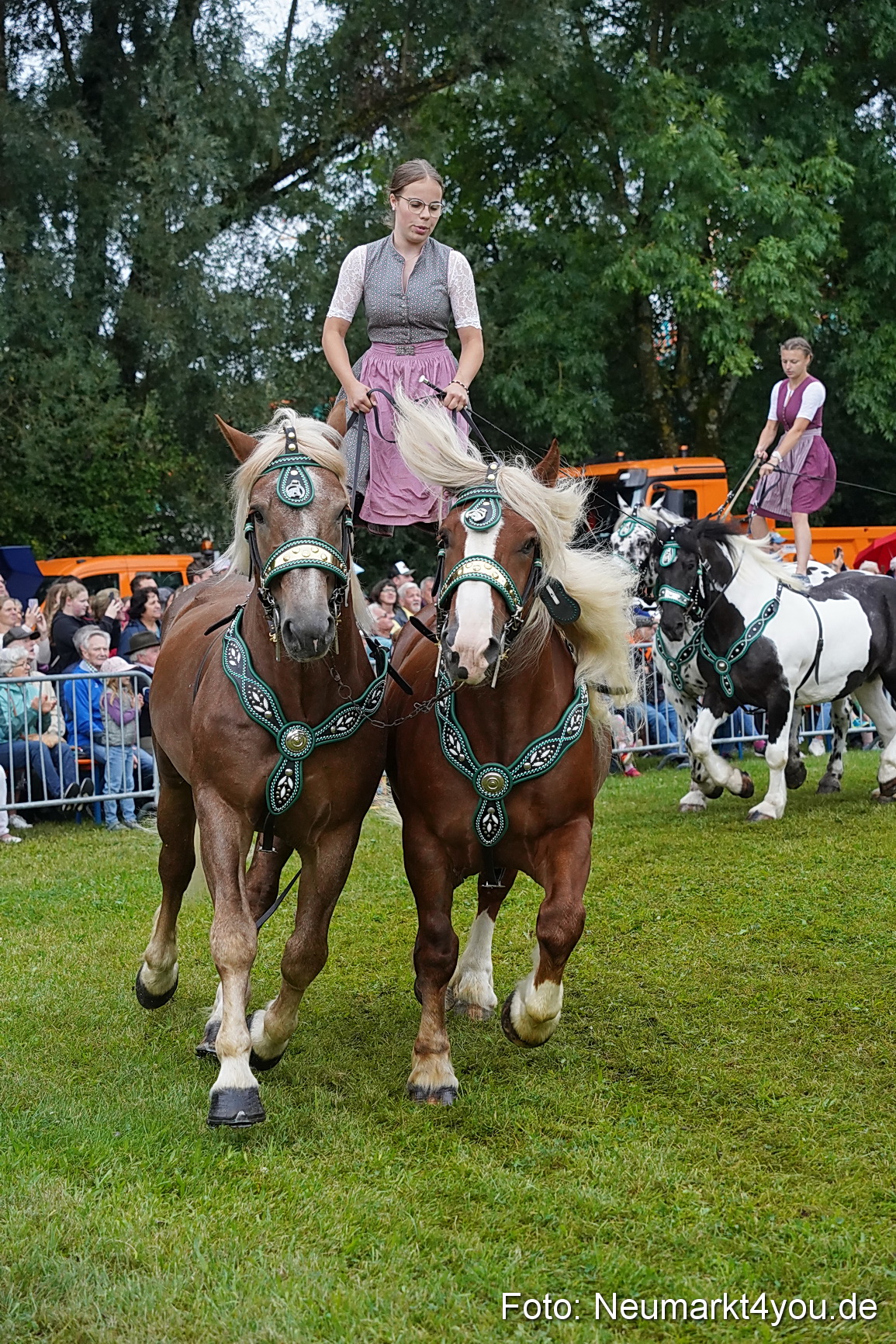 Pferde und Fohlenschau 2024 0133