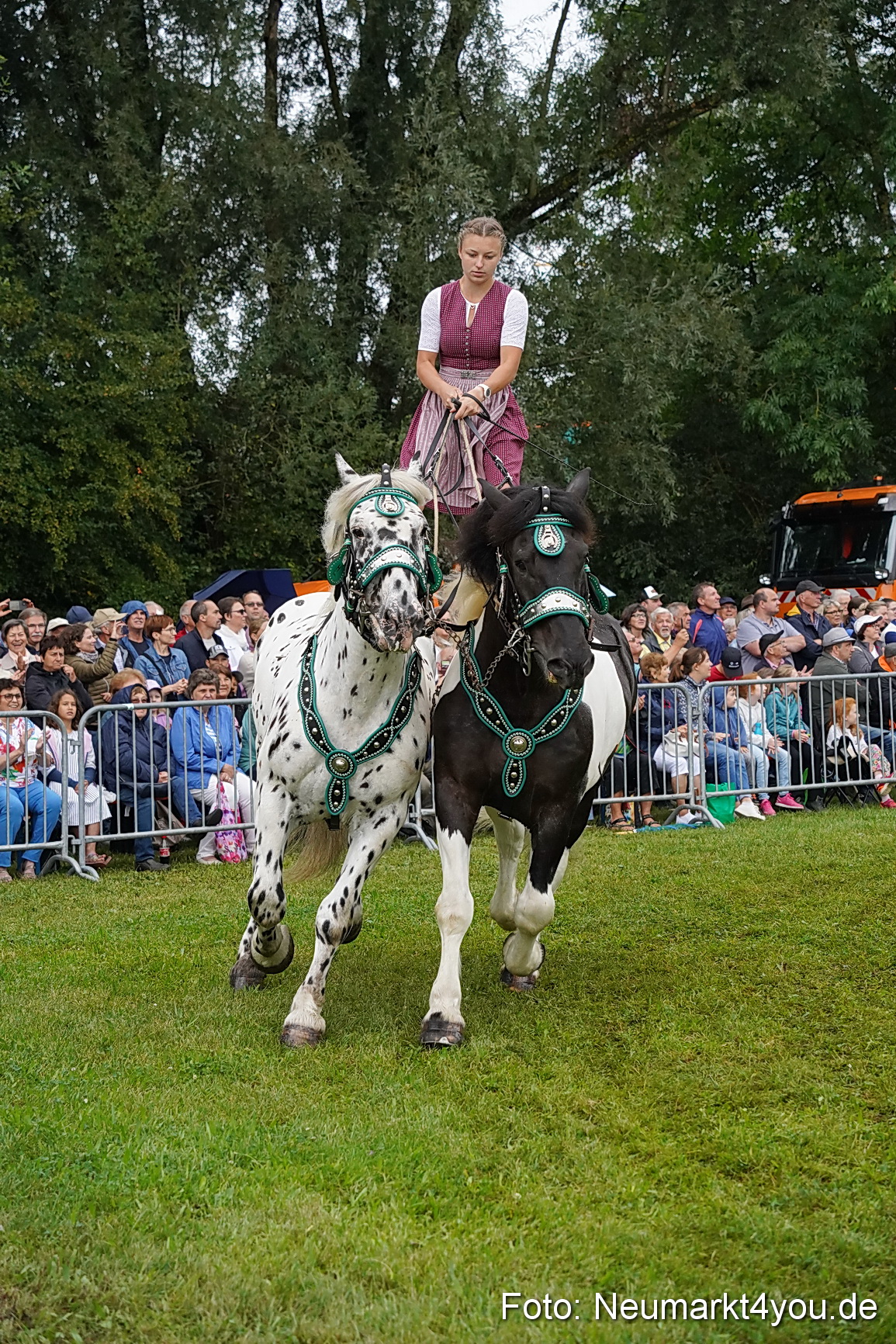Pferde und Fohlenschau 2024 0134