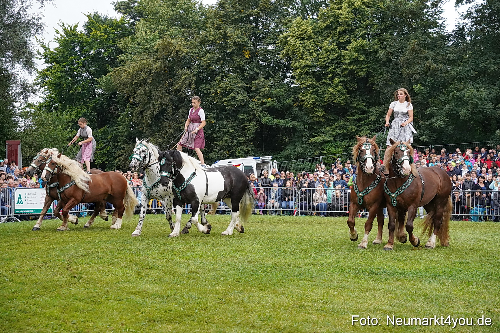 Pferde und Fohlenschau 2024 0139