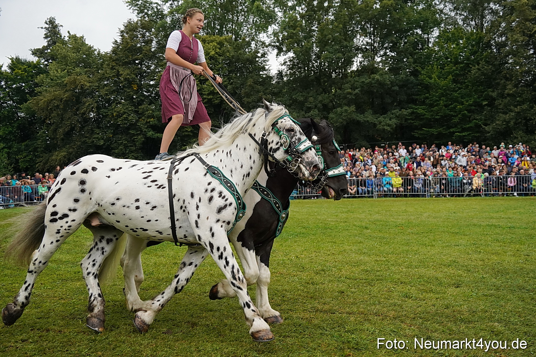Pferde und Fohlenschau 2024 0140