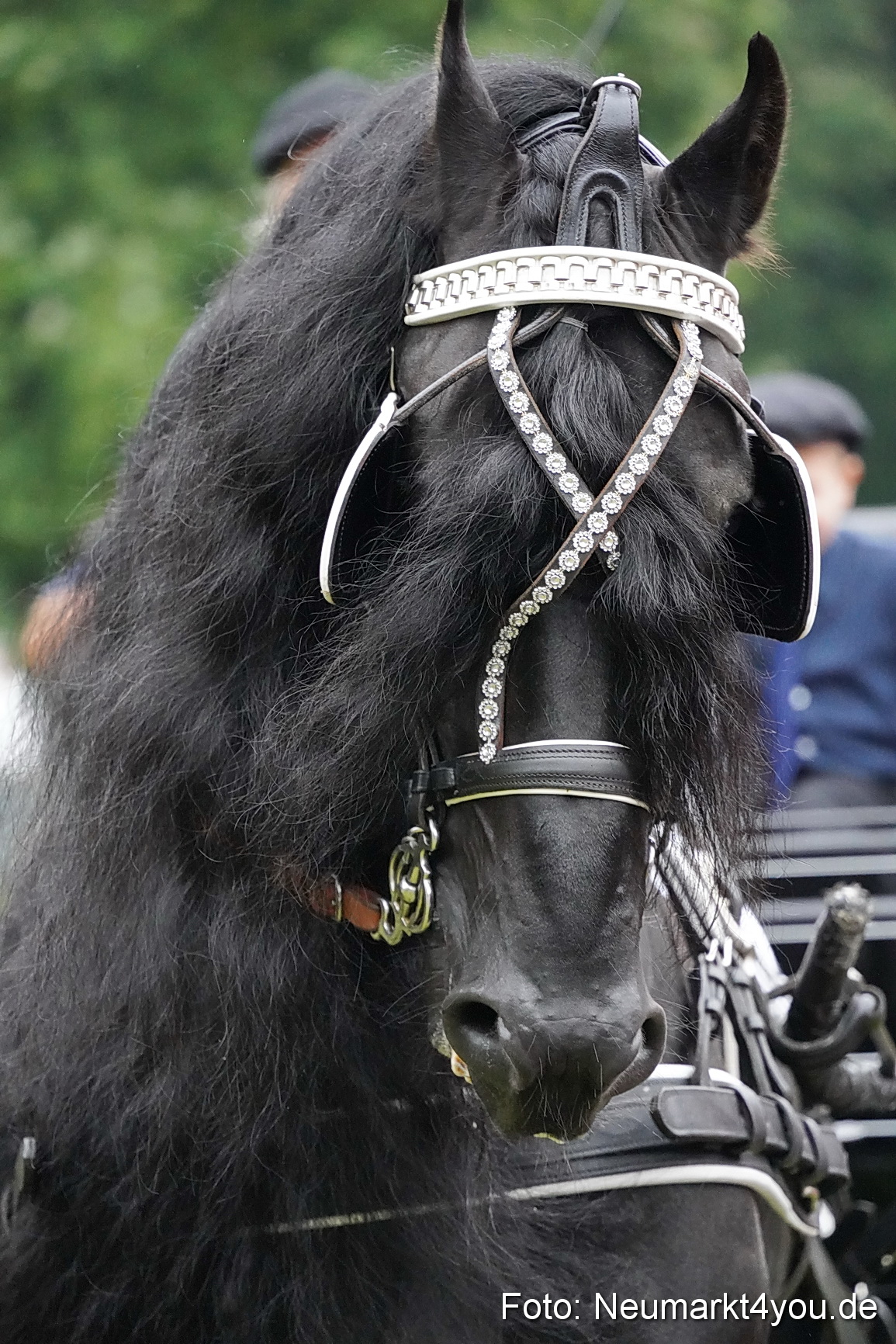 Pferde und Fohlenschau 2024 0155