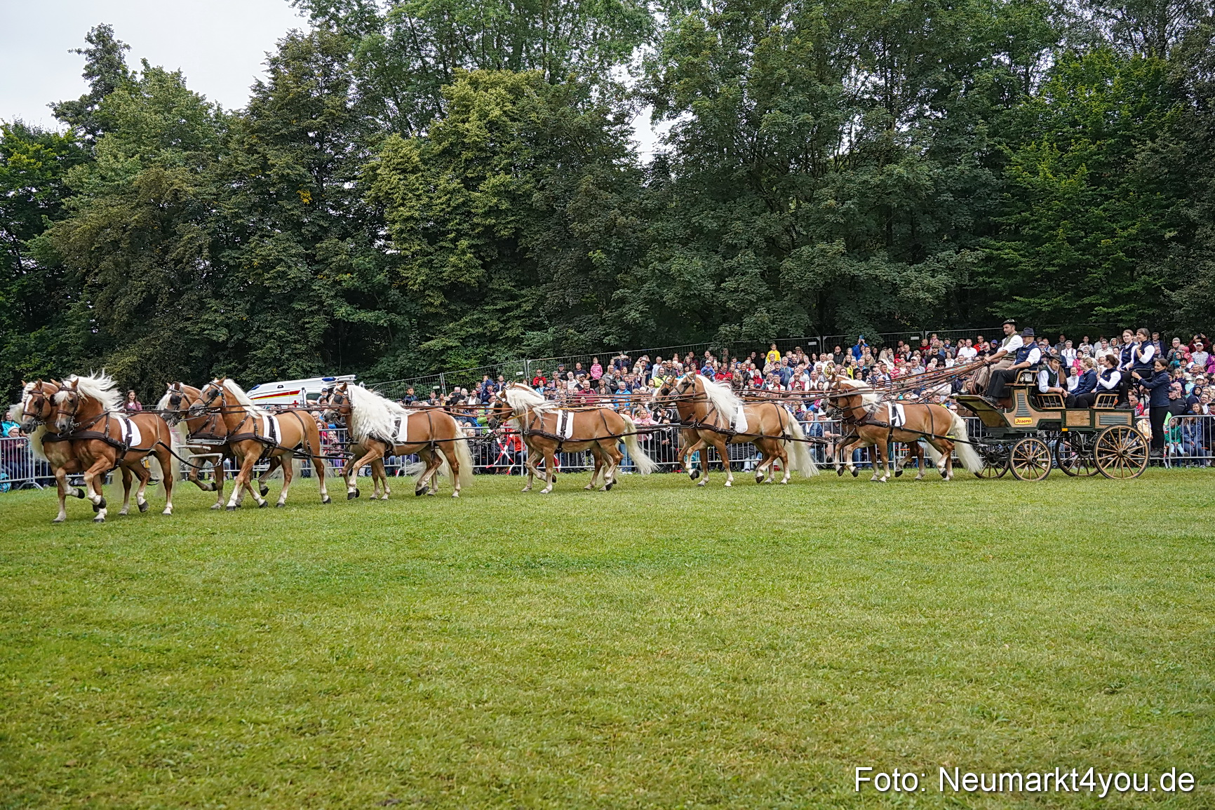Pferde und Fohlenschau 2024 0163