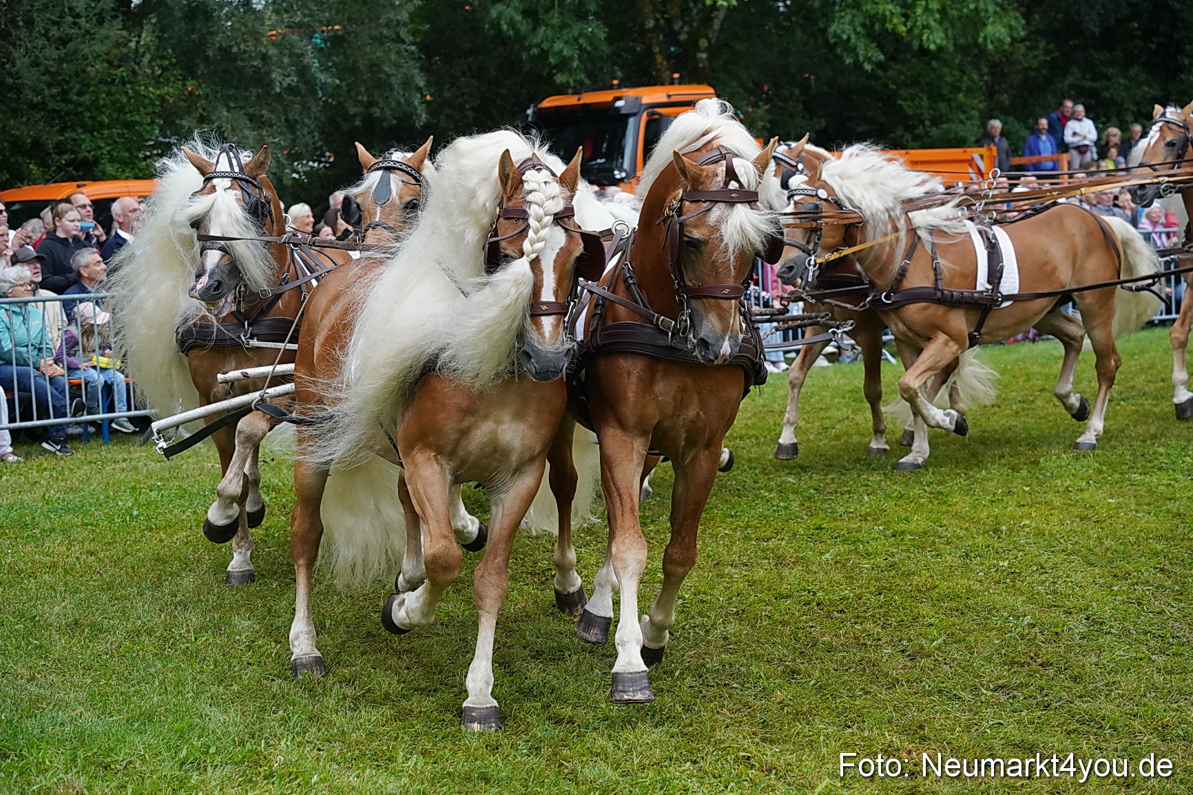 Pferde und Fohlenschau 2024 0164