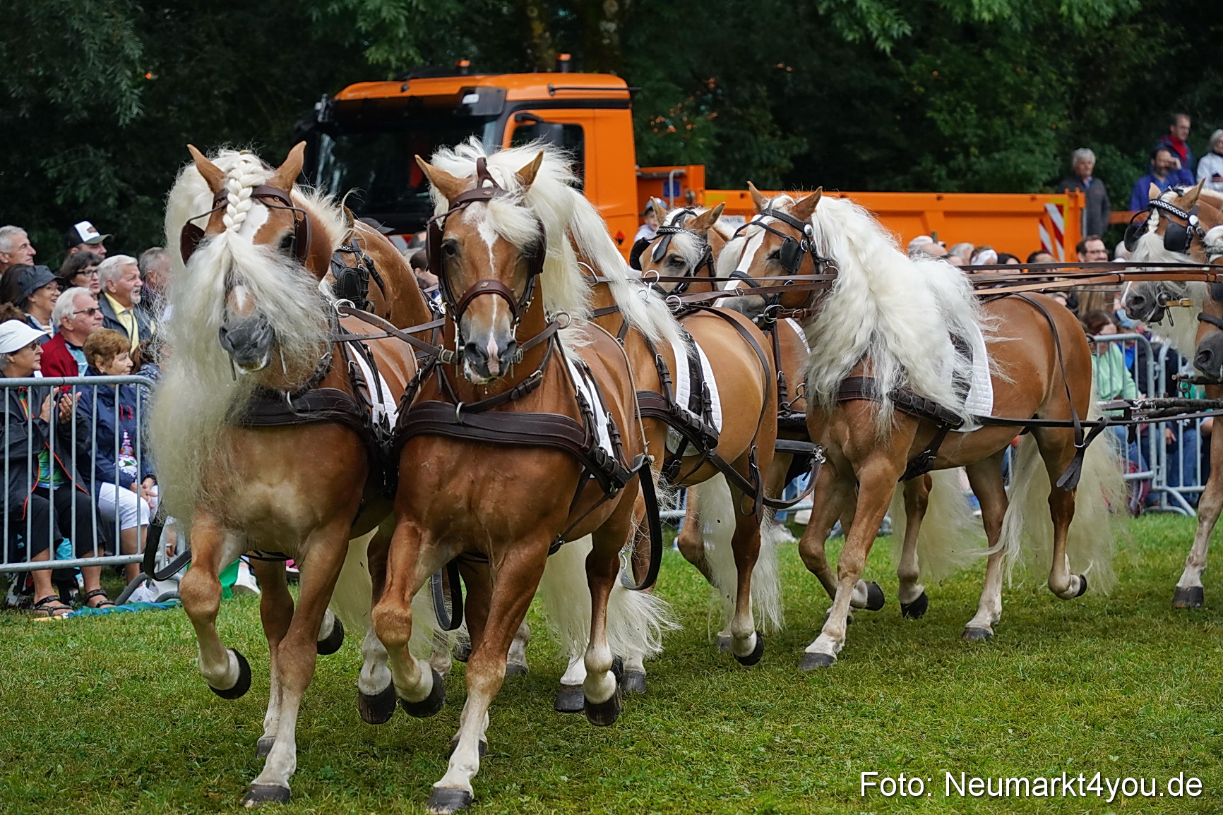 Pferde und Fohlenschau 2024 0167