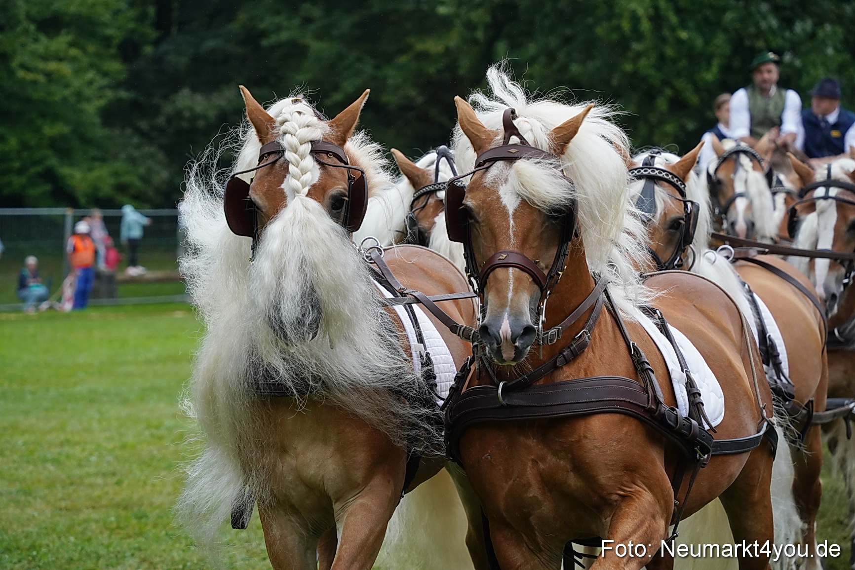 Pferde und Fohlenschau 2024 0168