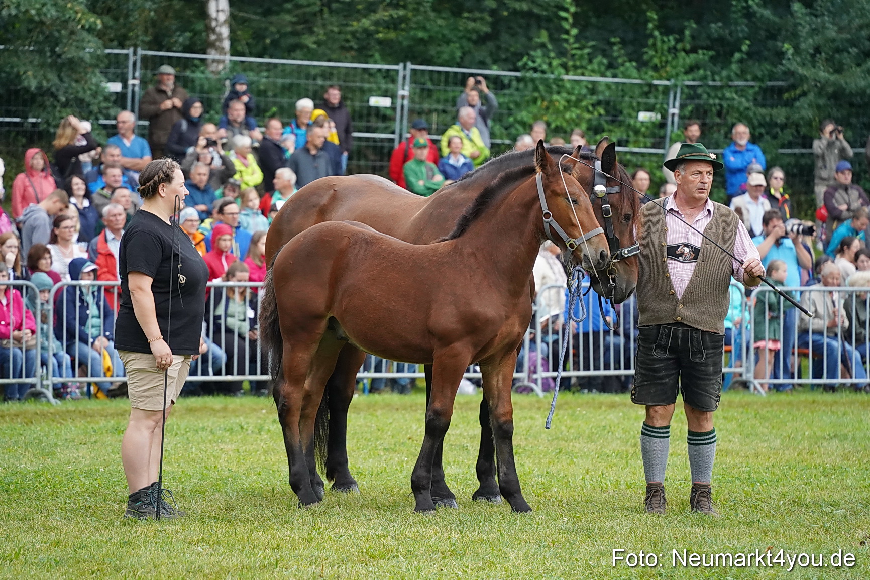 Pferde und Fohlenschau 2024 0174