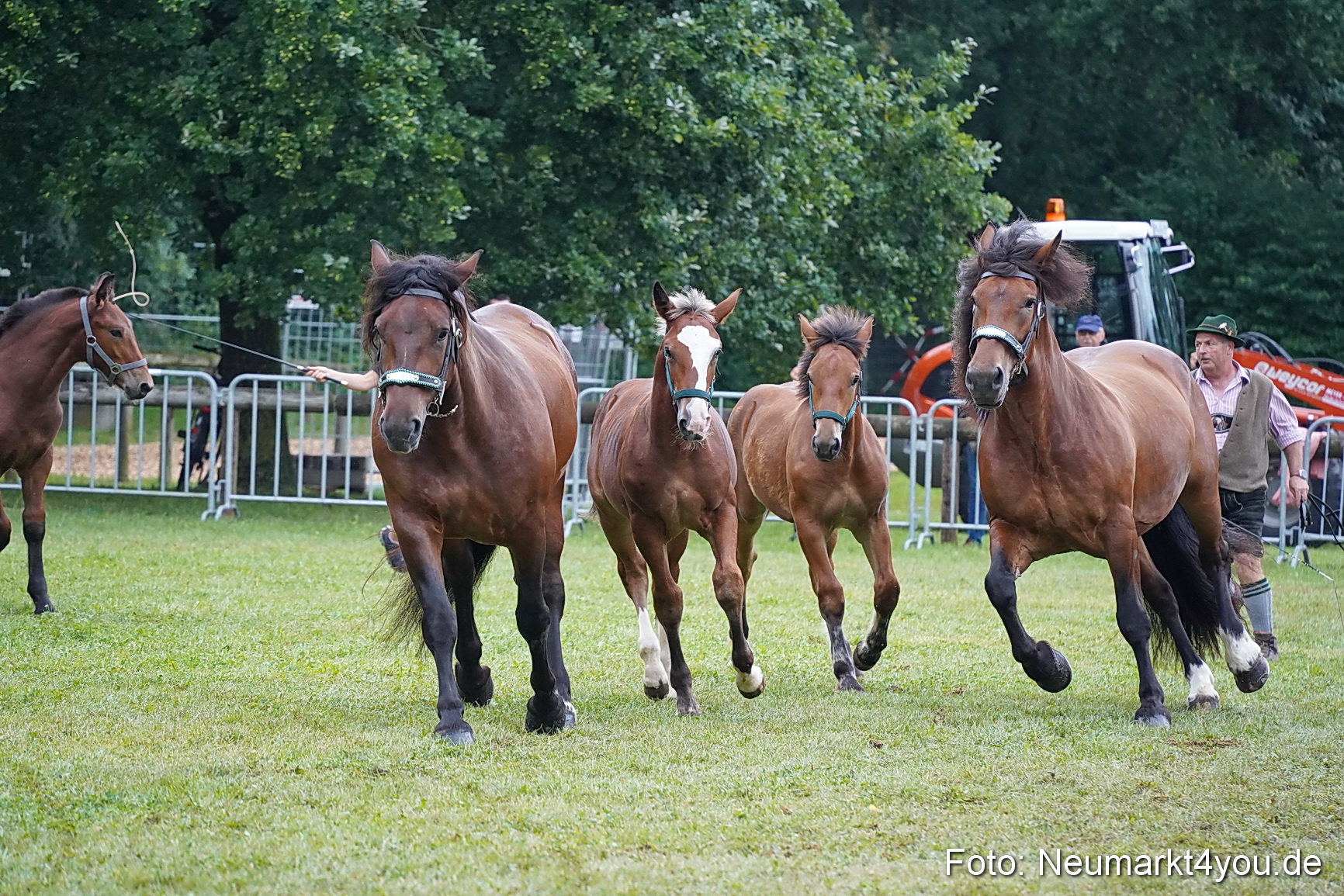 Pferde und Fohlenschau 2024 0176