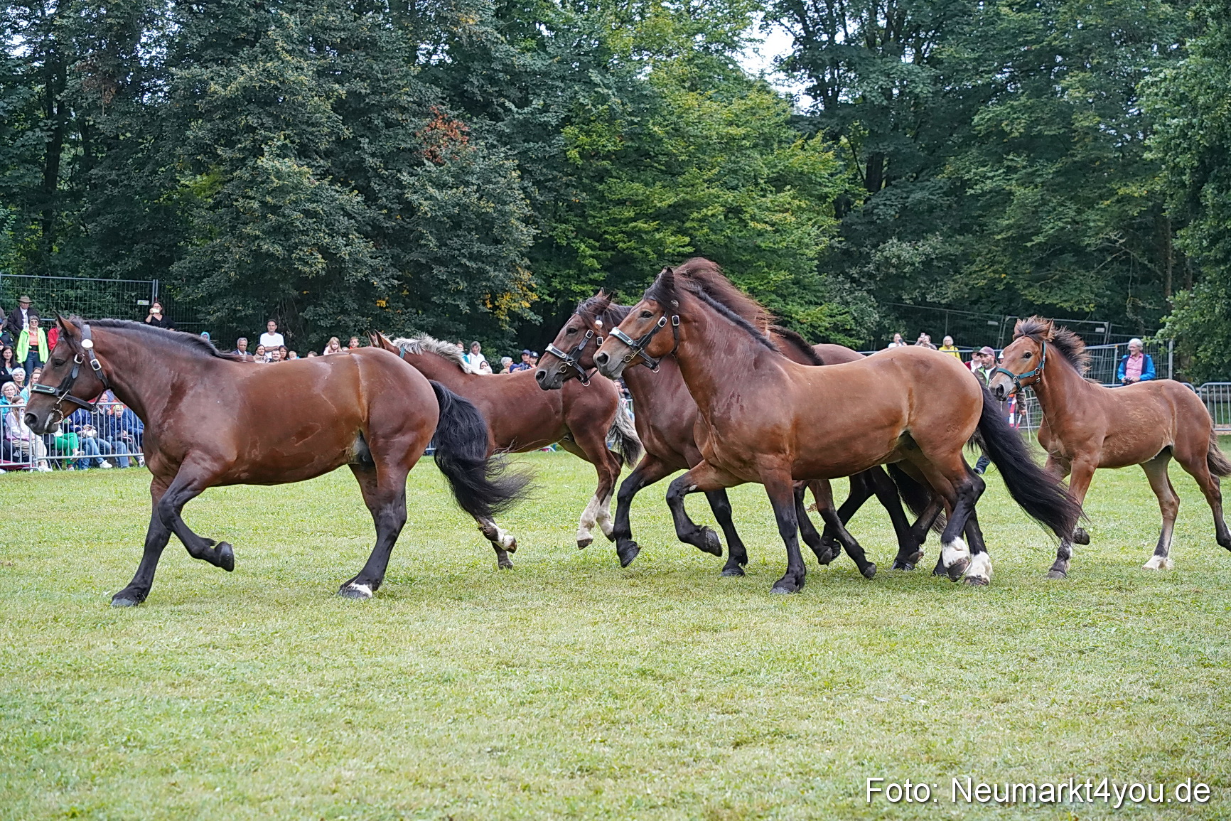 Pferde und Fohlenschau 2024 0177