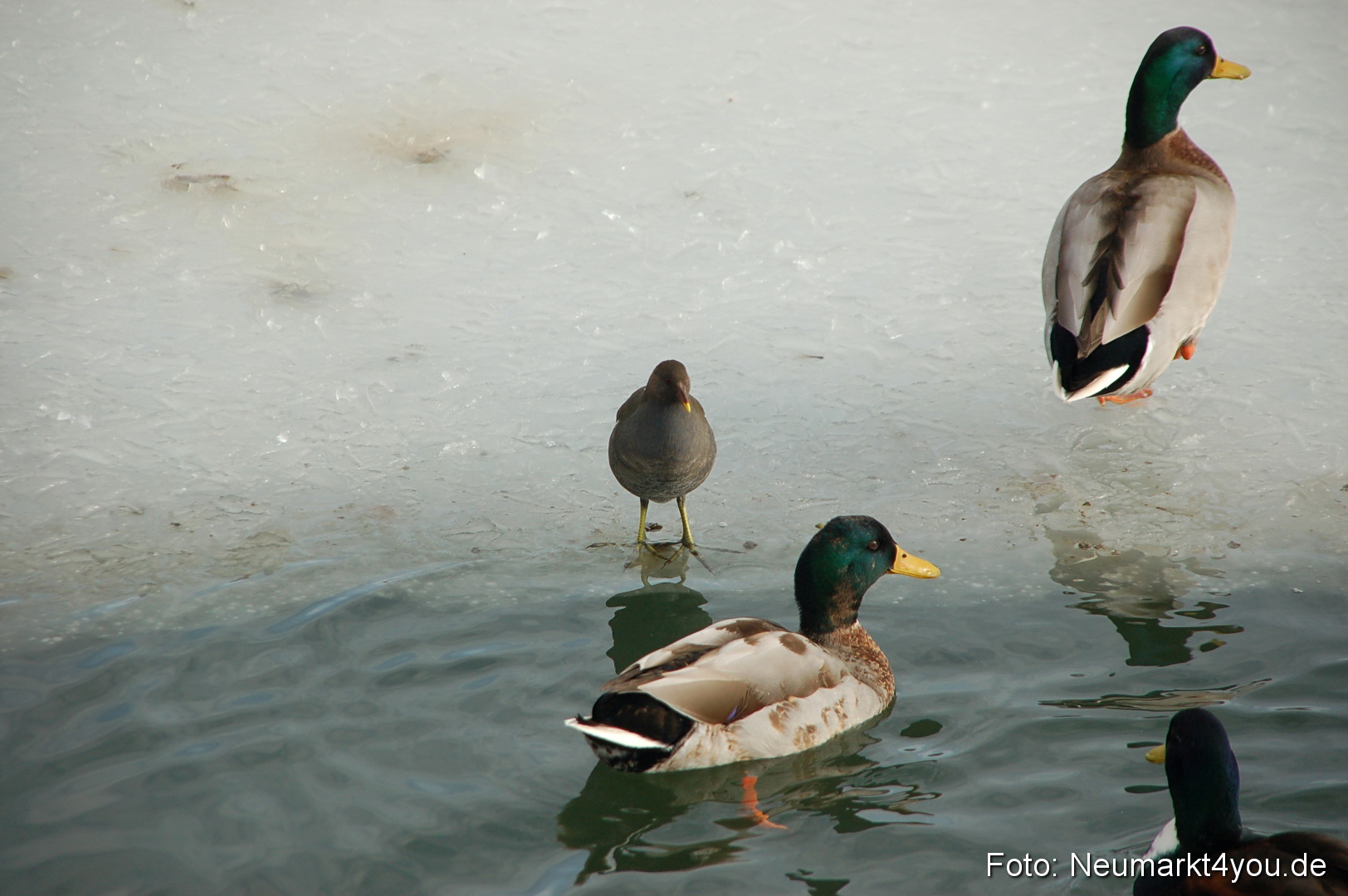 Winter Neumarkt 04021 0014