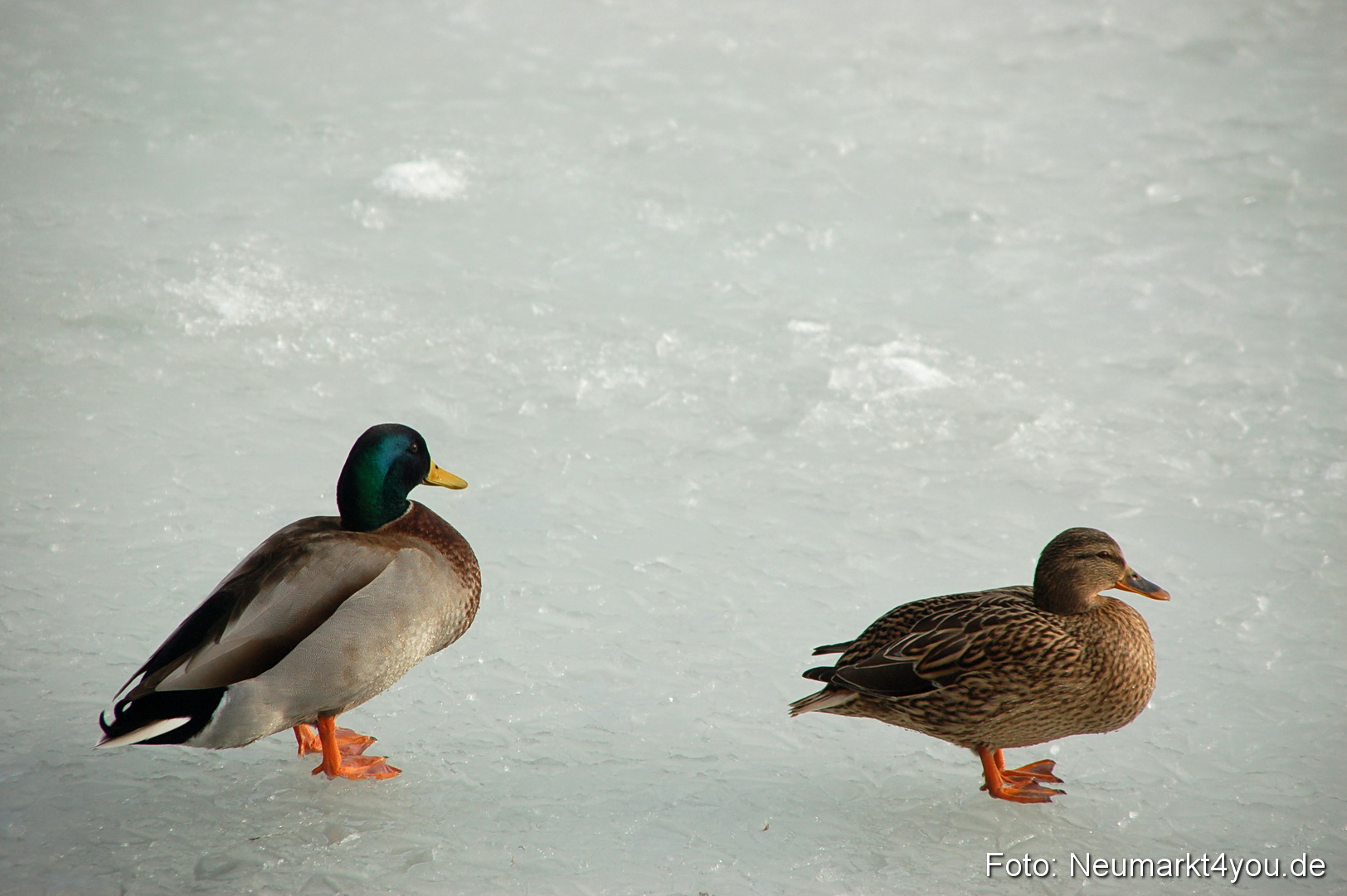 Winter Neumarkt 04021 0015